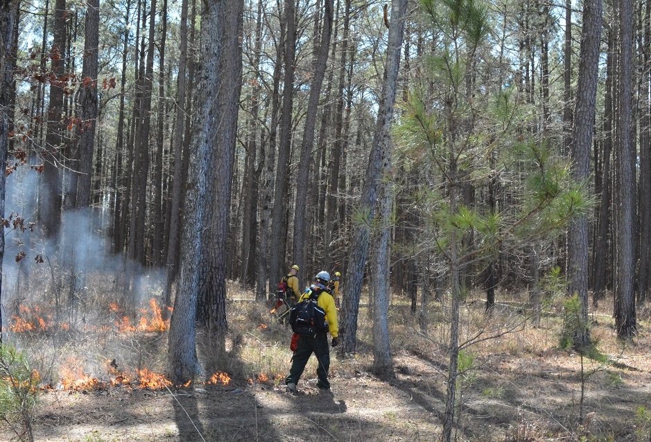 Wildland fire staff in yellow shirts using drip torches to conduct prescribed fire operations in open pine forest