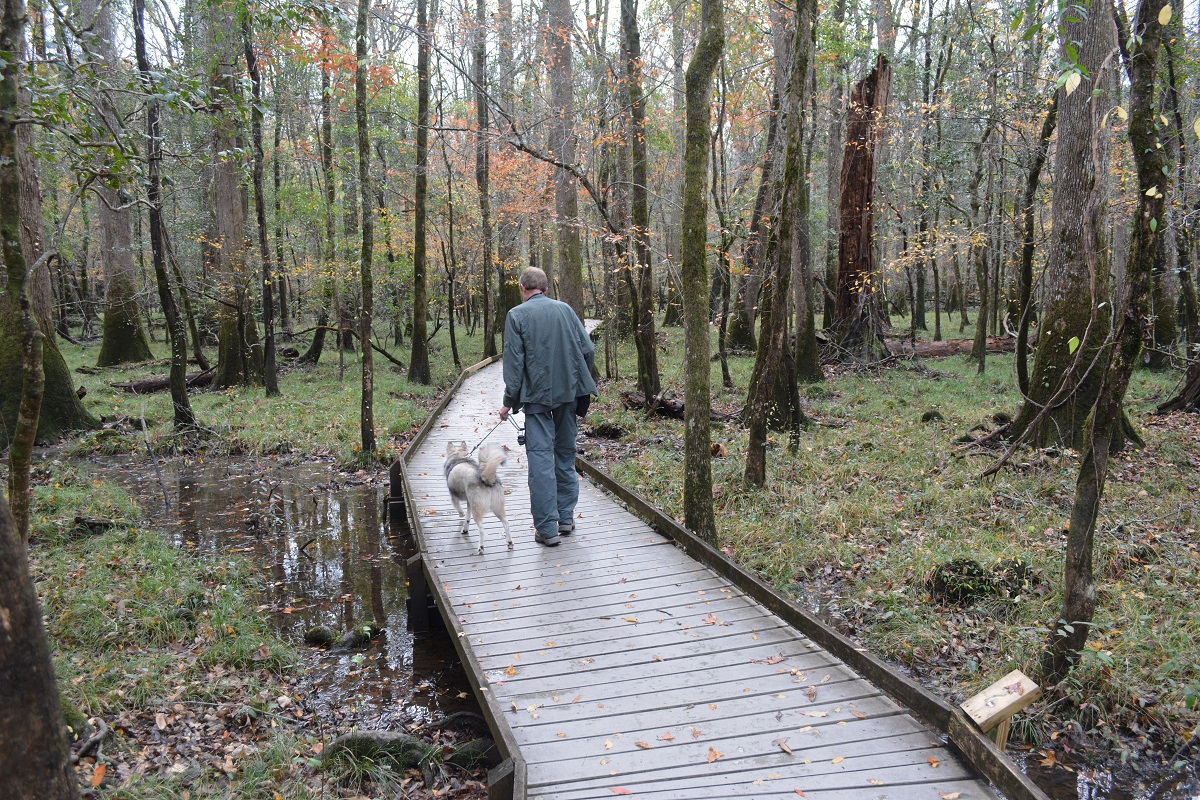 Man and dog on a leash walking on the boardwalk through the wet floodplain landscape of Congaree