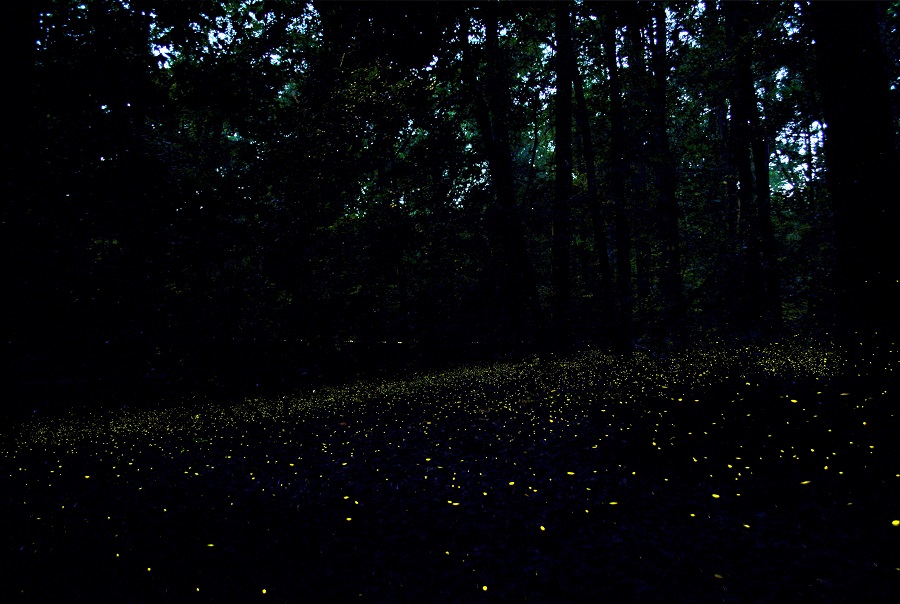 Synchronous fireflies blinking at Congaree National Park Fireflies blinking low along dark forest floor with twilight sky behind outline of trees.
