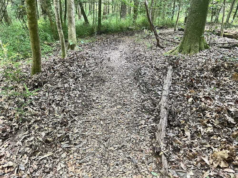Hog Damage on Firefly Trail Soil and leaf litter tilled up by the rooting of hogs on the sides of park trail