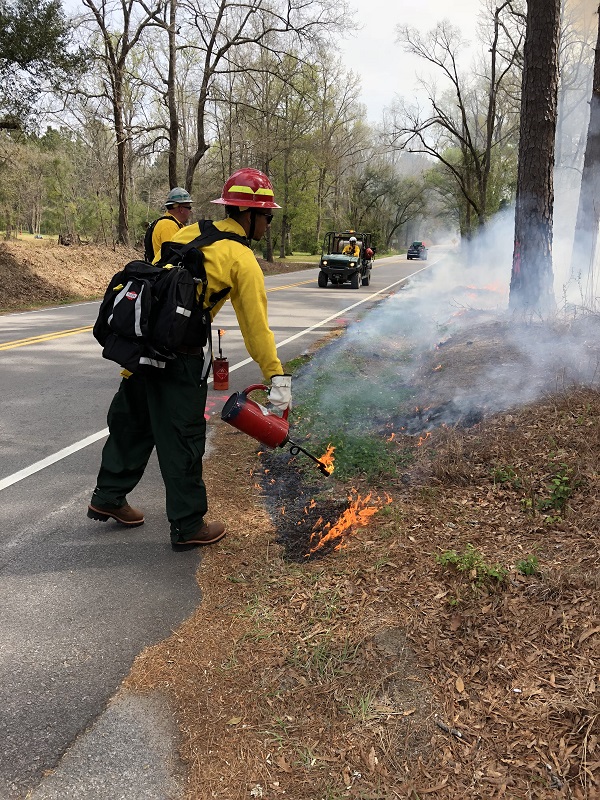 Firefighters using drip torch to set leafs on fire