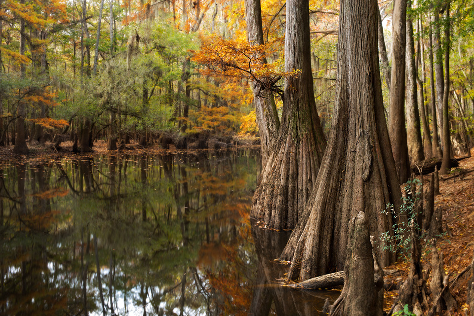 Cedar Creek in Fall