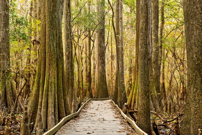 Boardwalk Loop Trail