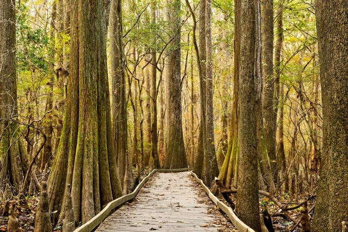 Boardwalk Trail