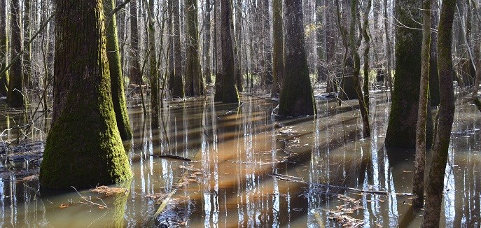 Water covering boardwalk during flood Water covering boardwalk during flood