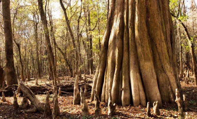 Bald Cypress tree with knees