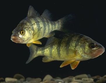 yellow perch swimming