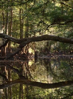 Tree down over Cedar Creek