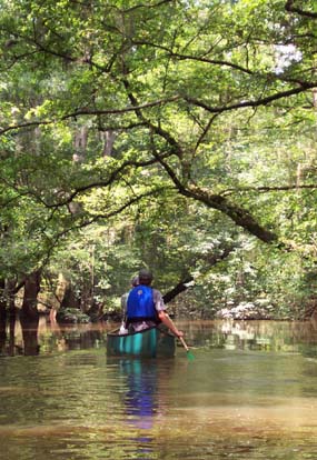 canoeing and kayaking - congaree national park u.s
