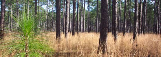Longleaf Pine Habitat