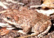 Red-spotted toad