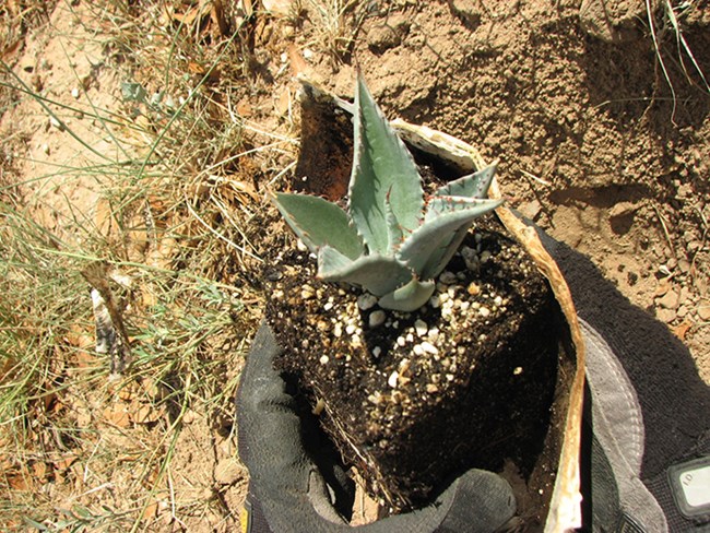 Close up hands holding a young agave plant