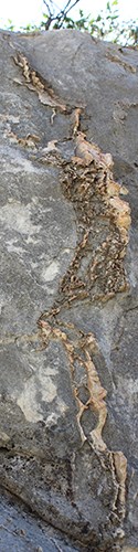 A band of white-ish yellow rock in limestone - chert