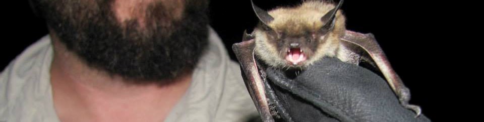 Park staff holds a bat