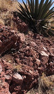 red rock layer and agave