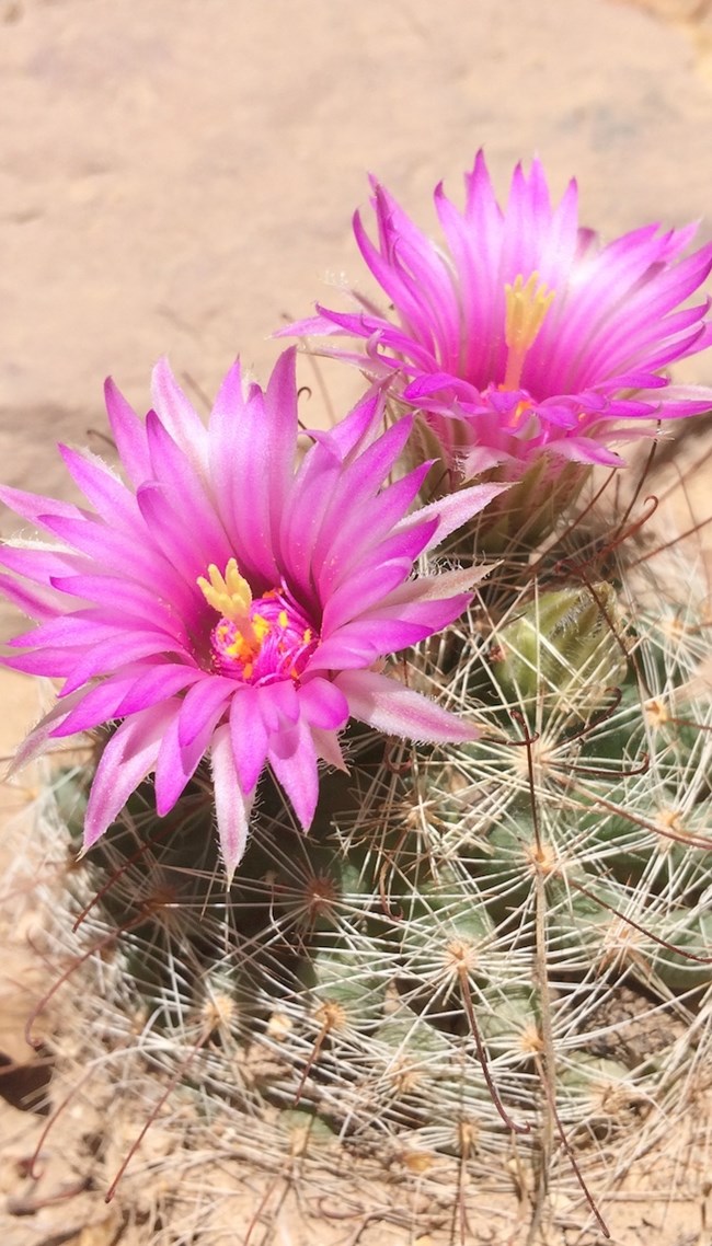 Bright pink flowers on a cactus