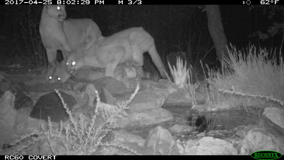 Four mountain lions drink from a water source