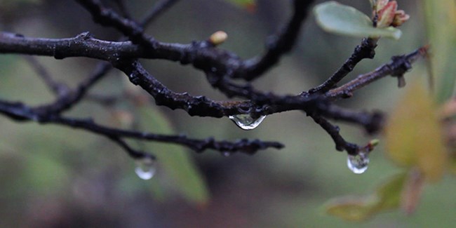 Water droplets hanging of an oak branch