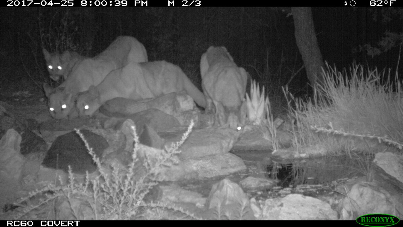 Four mountain lions