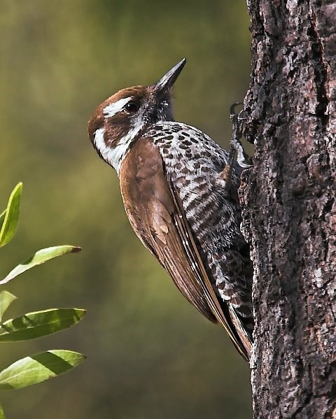 Arizona woodpecker