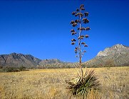 Palmer's agave with stalk showing seed pods.