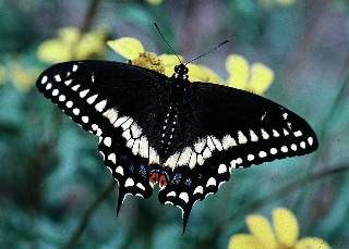 Swallowtail Swallowtail