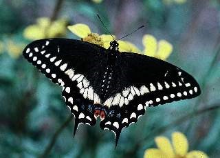 Swallowtail