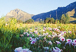 Pink-throated morning glory in bloom. Pink-throated morning glory in bloom.