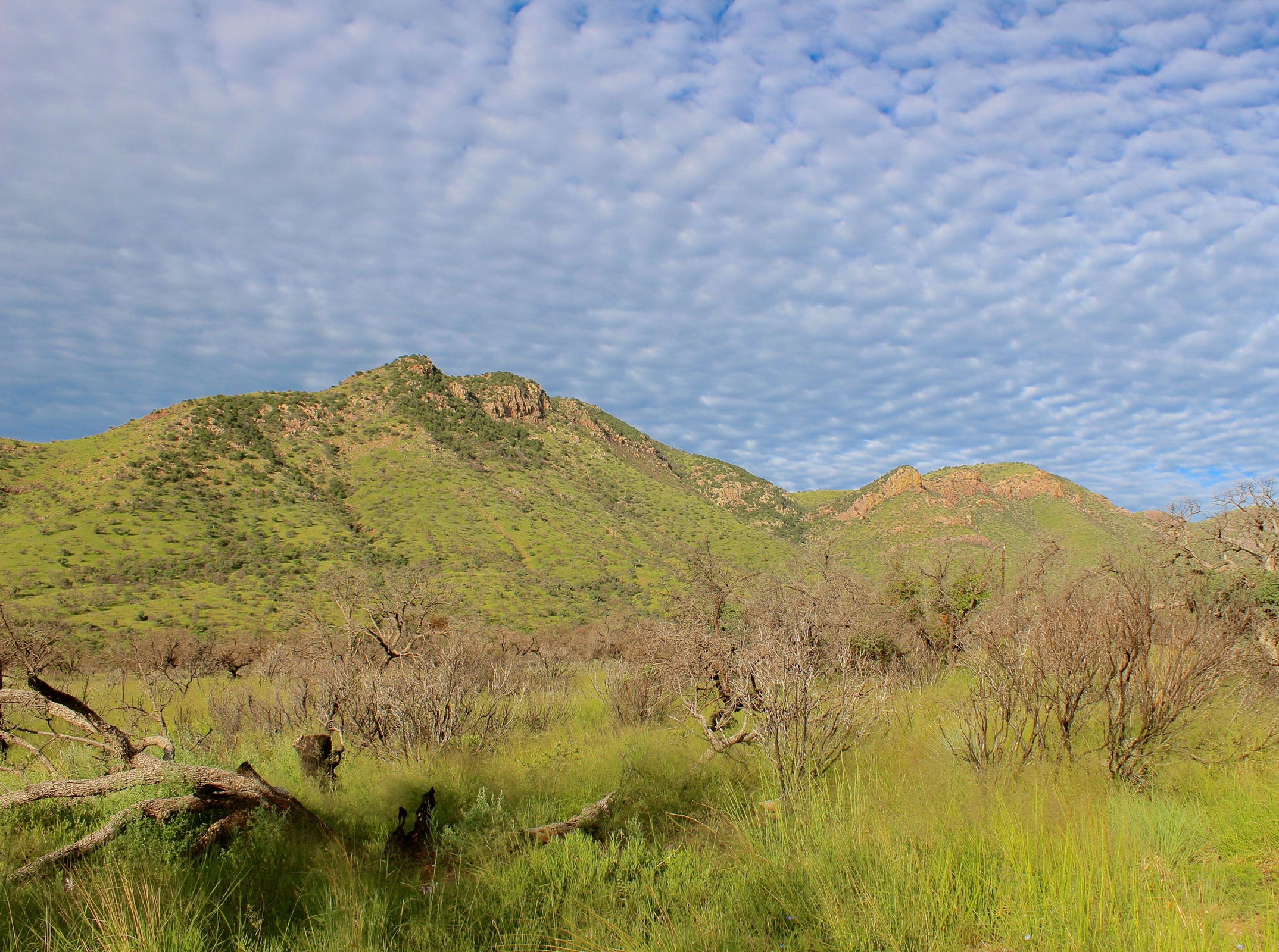 Mountains in Coronado National Memorial. Short trees in front of mountains under white puffy clouds.