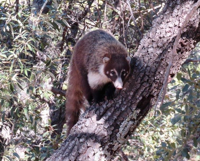 Coatimundi Coati in a tree