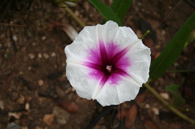 morning glory