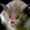 lesser long-nosed bat