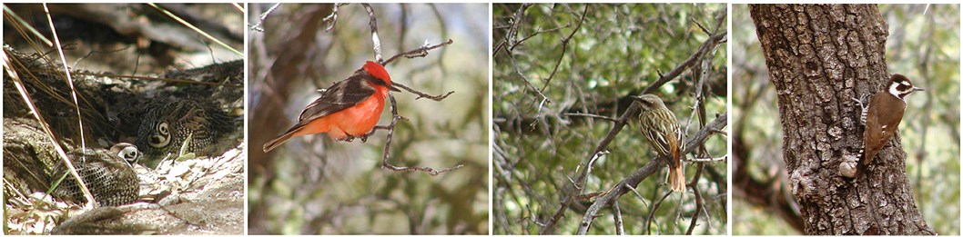 A series of interesting birds found at the park