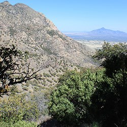 Oak trees on a slope, rocky peak in mid-frame, mountain peak in the distance