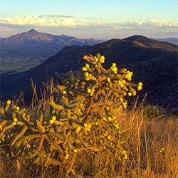 A cactus in bloom with mountain peaks in the distance