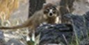 coati behind a log