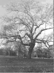 tree at Cowpens National Battlefield