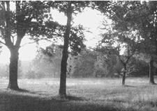 morning scene at Cowpens National Battlefield