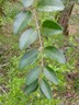 Chinese Privet