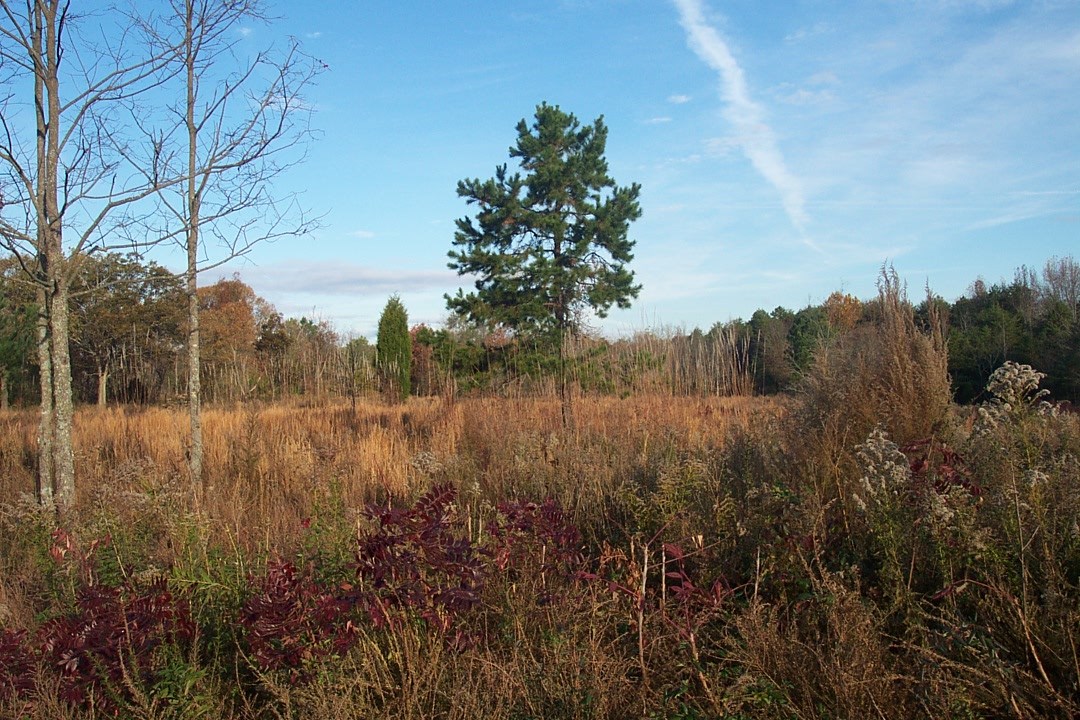 native grasses