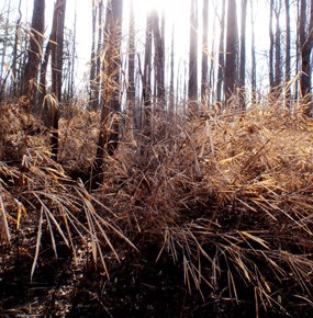 Floodplain Canebreak community Floodplain Canebreak community