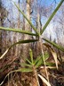 Giant Cane1