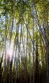 Golden Bamboo