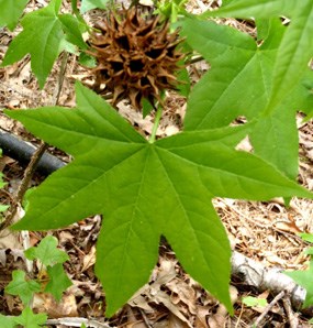 Sweetgum leaf and ball Sweetgum leaf and ball