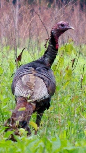 turkey