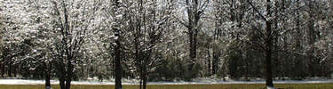 ice on trees