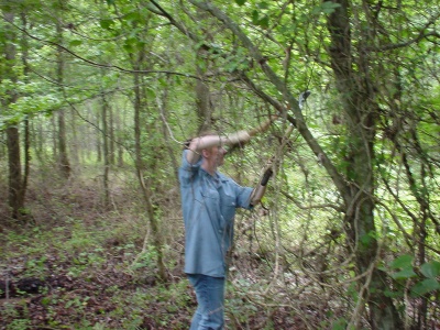 YCC pruning trees