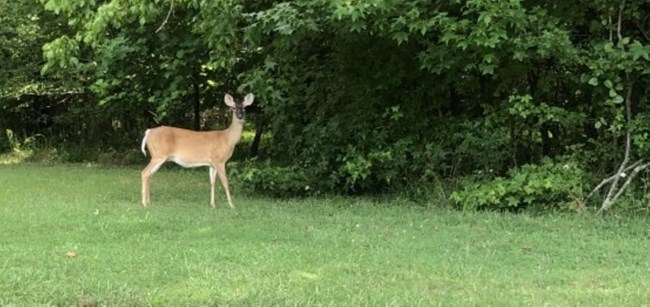 Deer standing against tree line