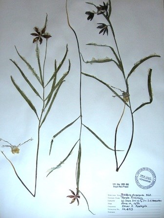 pressed flowers