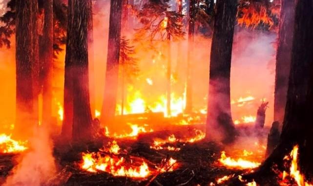 fire burning through the understory of a forest at night fire burning through the understory of a forest at night